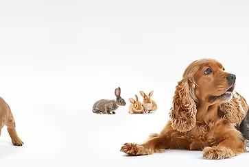 Pet Care & Dog Walking